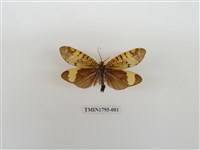 藏品(毛翅目)的圖片